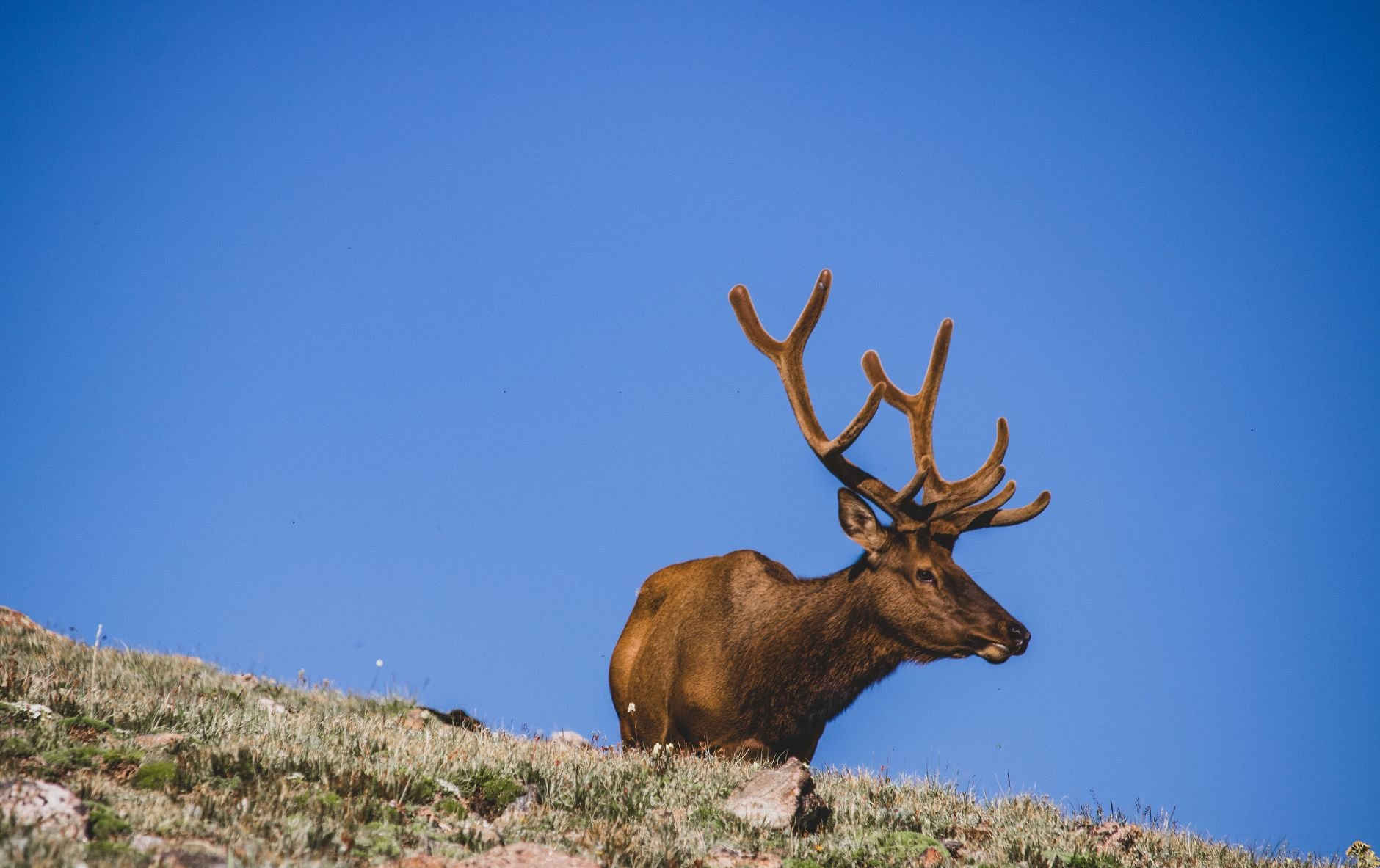 Elk in Rocky Mountain wilderness — prime big game country